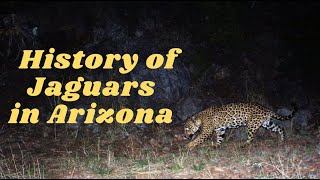 History of Jaguars in Arizona
