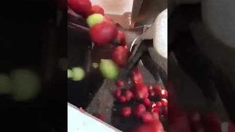 #short #ytshorts Optical tomato sorter detects size, shape and color in milliseconds