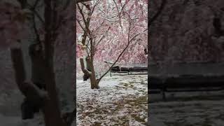 Snow Sakura blossom | Germany in spring | special April | Munich