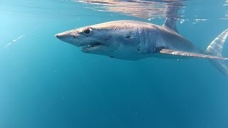 Mako Shark & Whales at Ningaloo