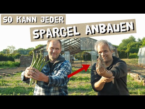 Video: Wie baut man Spargel aus Samen im Garten an?