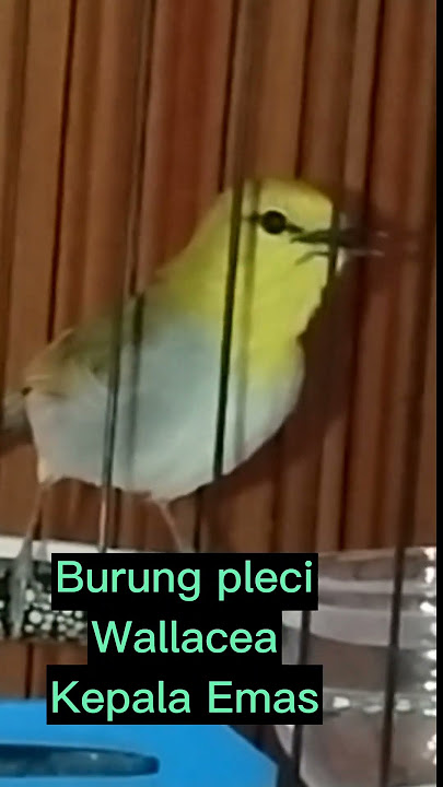 Burung Pleci Wallacea Kepala Emas gacor dorr!! Andemik Burung NTB Sumbawa.