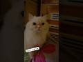 احنا هننام امتي يوميات القط ميلو Shortvideo Cats Funnycats Funnycatvideos Shots Catshorts 