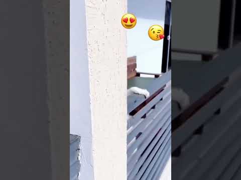 #shorts #tiktok #🐱