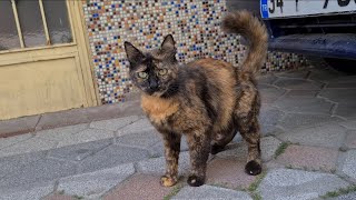 Mother cat leaves her kittens and wanders outside to find food