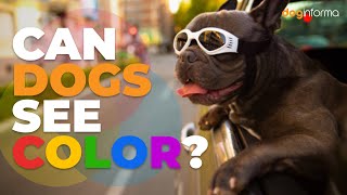 Can Dogs See Color? - How Do Dogs See The World? What Colors Can Dogs See
