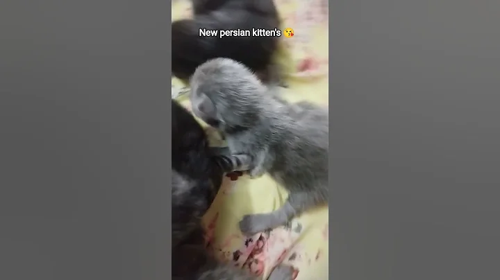 Watch the video about New born kitten's Persian cats 😍#lovely cats#viral