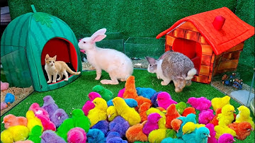 Bắt gà dễ thương, gà đầy màu sắc, gà cầu vồng, cá vàng, cá koi, thỏ, chuột, bọ ú, cua