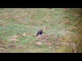 Orzeł przedni (Aquila chrysaetos) - Golden eagle