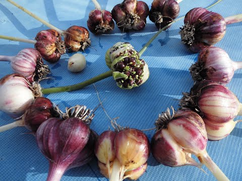 Video: Planting av bulbiler: Hva er bulbiler og hvordan dyrke planter fra bulbiler