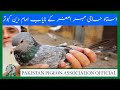 Ustad mehar asghar kay original breed pigeons watch in urduhindi