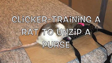 Clicker-Training a Rat to unzip a Purse