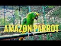 AMAZON PARROT/Kerala