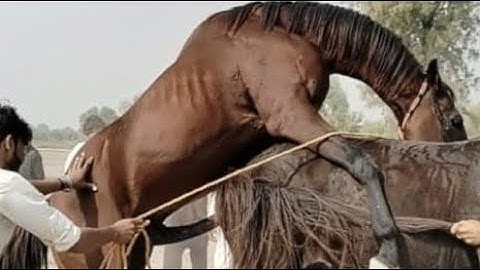 “Horse Breeding 101: Everything You Need to Know About Mares, Stallions & Foals”