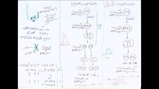 أهم فيديو لازم تسمعه قبل ما تبدأ تكاثر - الانقسام الخلوى ( الميوزى - الميتوزى ) ويعنى اى  2n  و  n