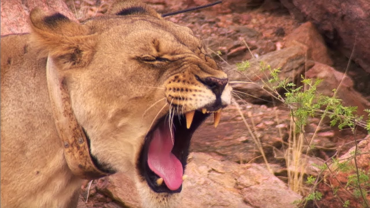 ⁣Young Lioness Saved from Angry Villager and Given a New Life | BBC Earth