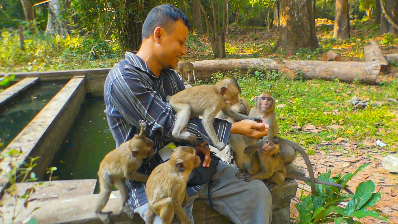 Little fun with Amber kids & Libby monkey family | Peanut snack time