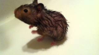 Bathtime for Gracie