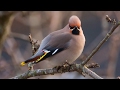 Sidensvans (Bombycilla garrulus)