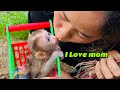 Baby monkey tina showing affection to her mother to thank her is so adorable