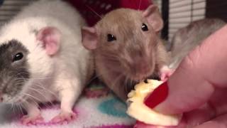 The Rats Eat Banana!