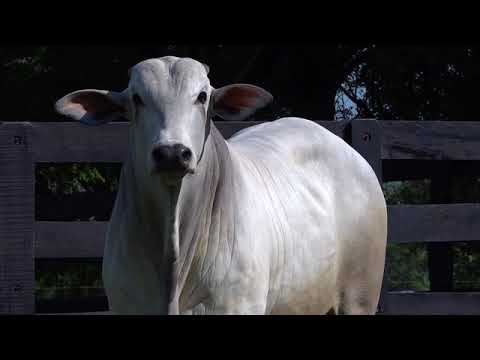 Lote 13 - Leilão Virtual Fazenda Nova – Reprodutores.