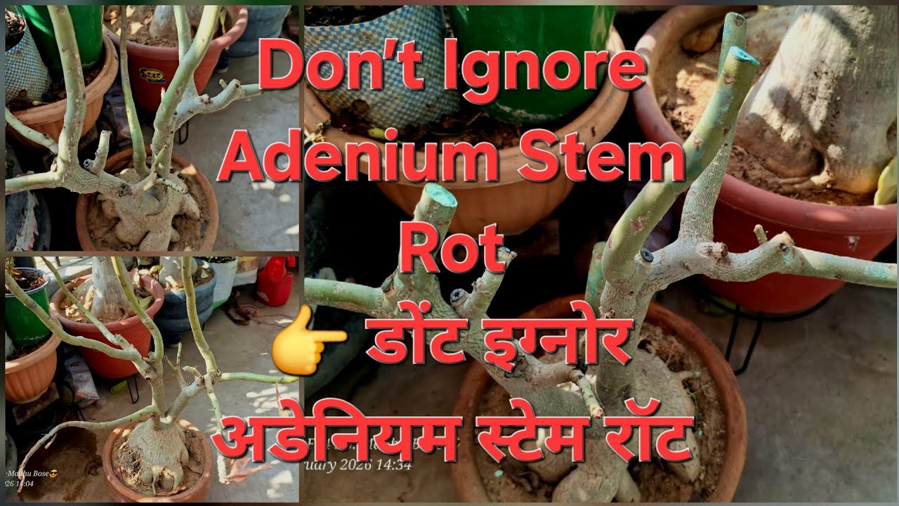 🪴 अडेनियम की डाली ऊपर से क्यों गल रही है? जानिए असली वजह! 