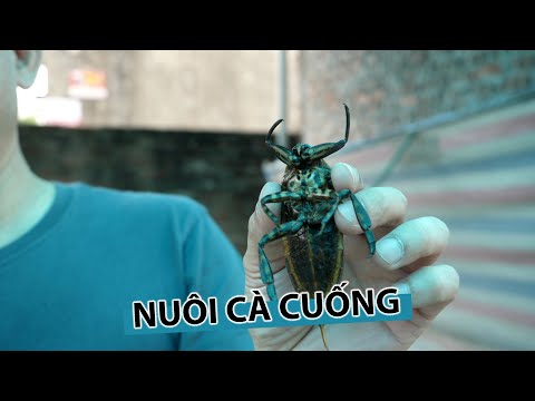 Video Nuôi cà cuống, thu lợi hàng chục triệu đồng mỗi tháng - youtube