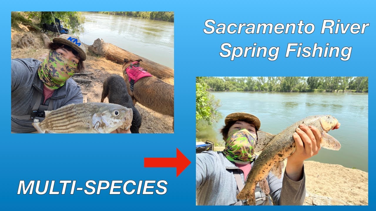 Sacramento River Spring Striper Fishing 2023 YouTube