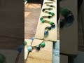 Marble run | asmr | satisfaying #knikkerbaan #marblerun #marble #asmr #satisfying #gundu