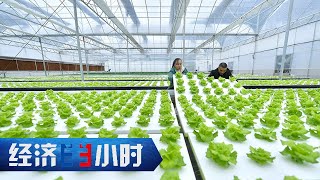 一人能顶50人用？“机器换人”破解蔬菜种植难题 「经济半小时」20230328 | 财经风云