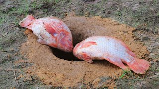 Wowww... Top Dry Hole Video Fishing, Fisherman Catch Up Beautiful Red Fishes From Underground Hole