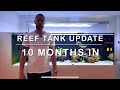 300g reef tank update and sump room walkthrough  new fish  new reefing gear  issues