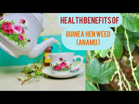 Health Benefits of GUINEA HEN WEED (Anamu) Tea| How to make Anamu tea