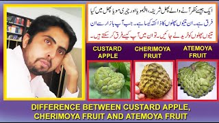 Differences between Custard Apple , cherimoya and Atemoya | suger apple vs cherimoya vs atemoya |