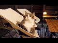 夜遊びでお目目がキラキラなねこ。-Maru's eyes shine in the garden at night.-