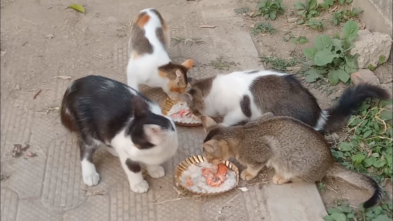 Baby cat playing 😺😺