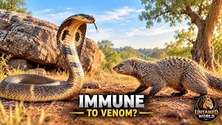 Full King Cobra vs Mongoose: The Ultimate Showdown | Cinematic Wildlife Documentary. /Untamed World  Guide