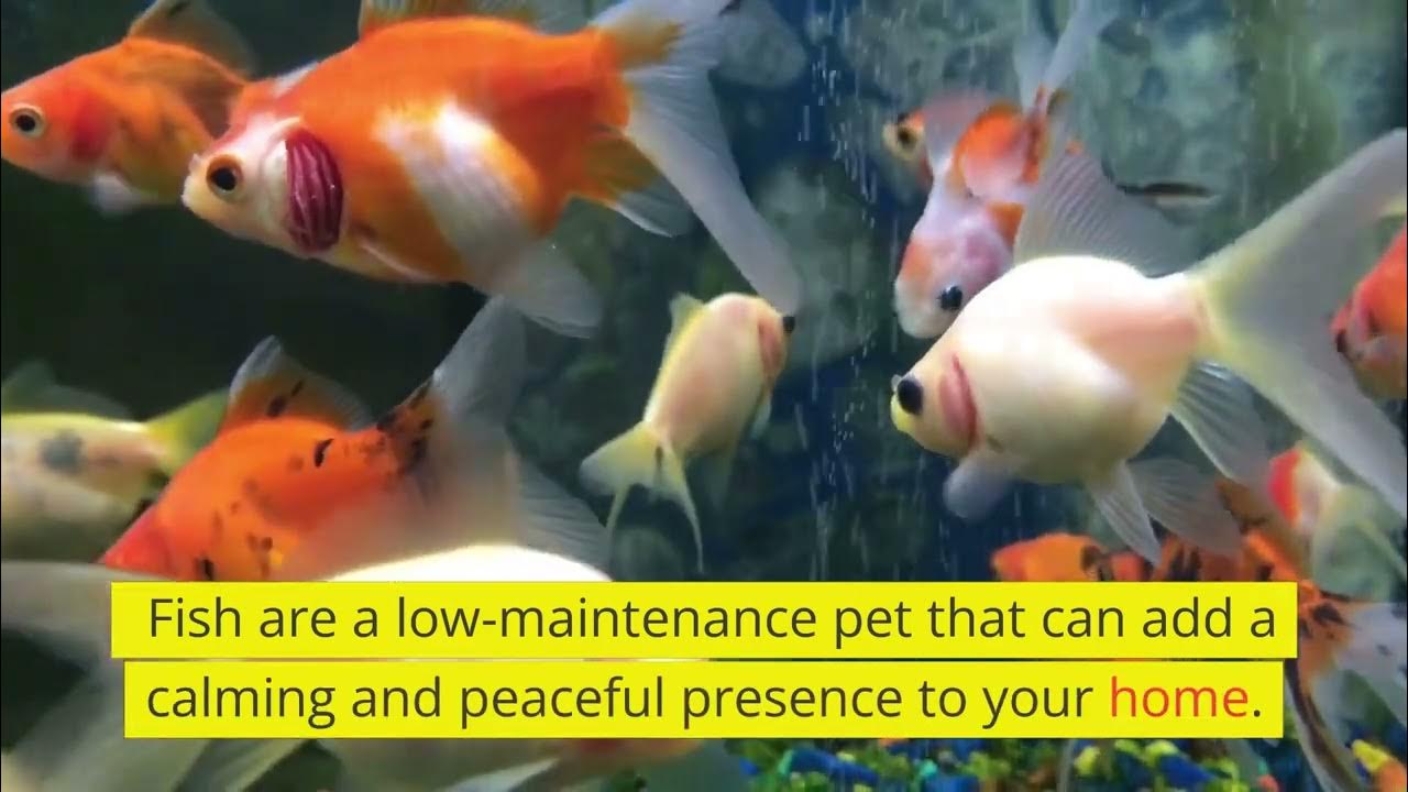 The Best Starter Pets for People Tips for Choosing Your First Pet