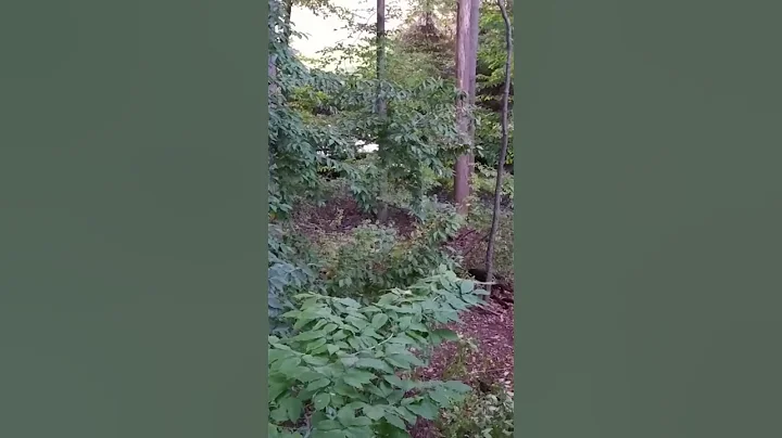 Got a rare glimpse of a piebald deer out in the wo...
