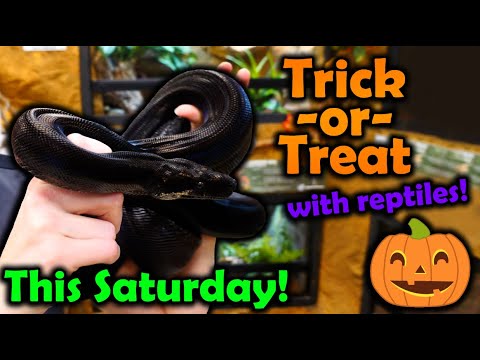 Trick-or-Treating at Snake Discovery this Saturday!