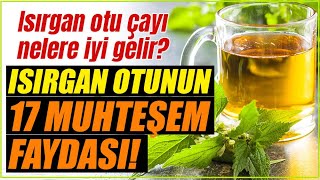 Isırgan Otu Faydaları Nelerdir? Neye İyi Gelir? Isırgan Otu Çayının Faydaları Resimi