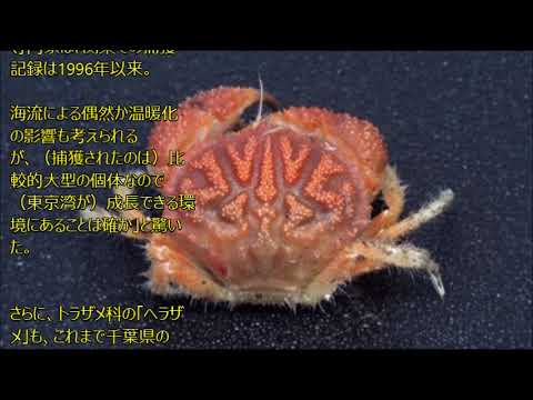 東京湾 初確認の魚