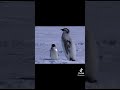 New tiktok di fedeasso sono un pinguino