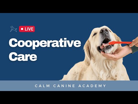 Cooperative Care For Sensitive Dogs