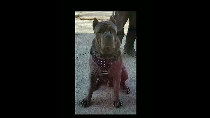 Morso Cane Corso