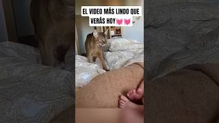 AMOR SIN FRONTERAS #catshorts