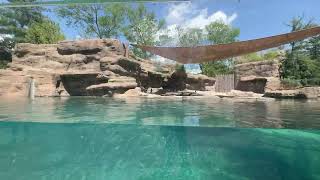 Twitch Stream Penguin Point - Cincinnati Zoo by The Cincinnati Zoo & Botanical Garden 6,228 views 9 days ago 30 minutes