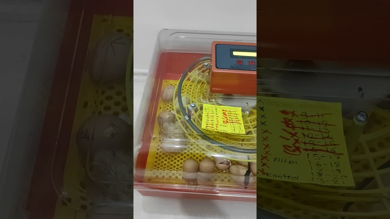 VGS 50 yeni nesil kuluçka makinasında  çıkım 20.gün