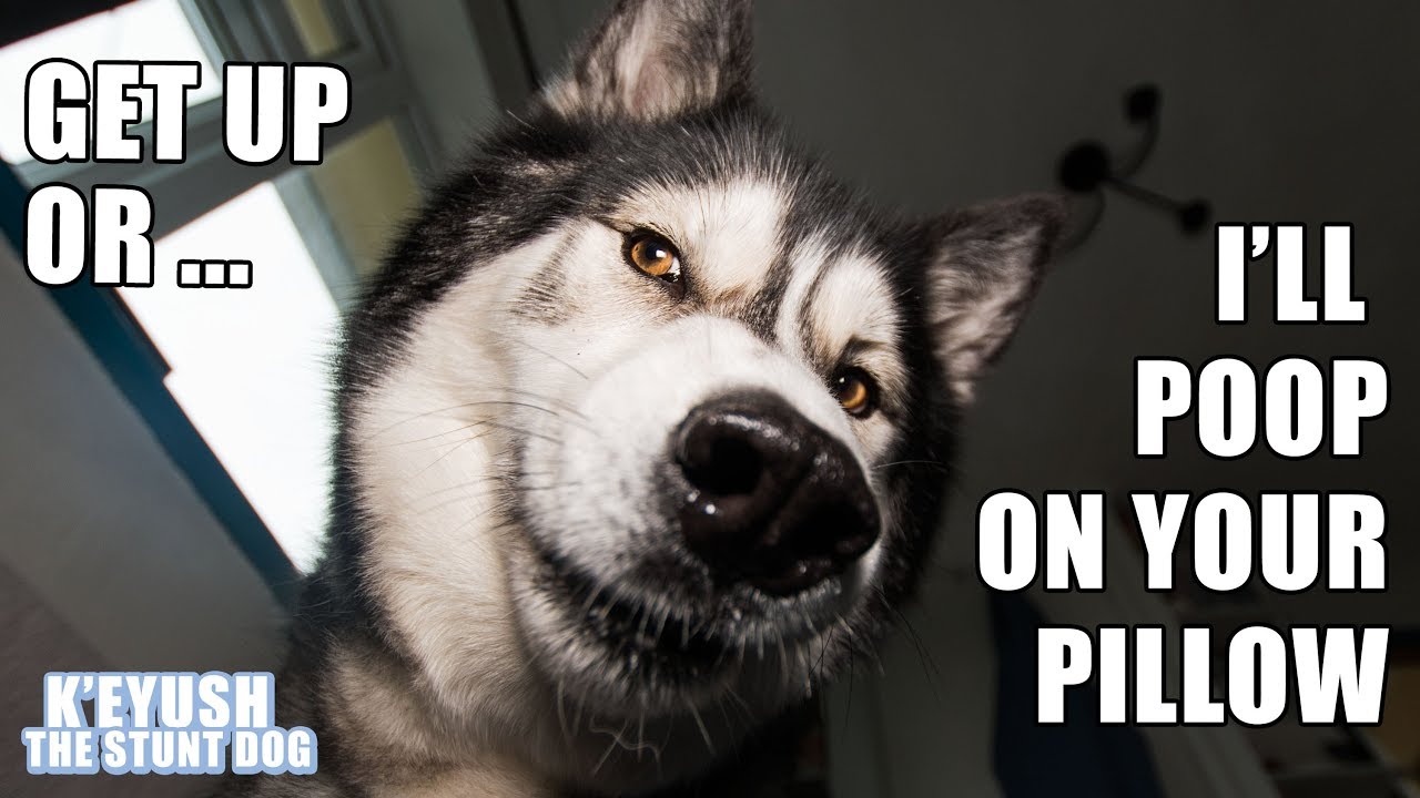 Waking Up To My Husky K'eyush! Try Not To Awe! YouTube